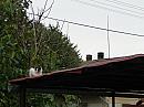 Třibřichy